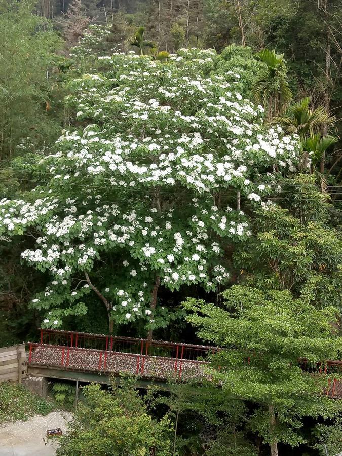 شقة منتجع دينداي تشيري بلوسوم Nantou المظهر الخارجي الصورة